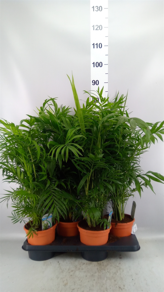 Chamaedorea Elegans 17Ø 80cm