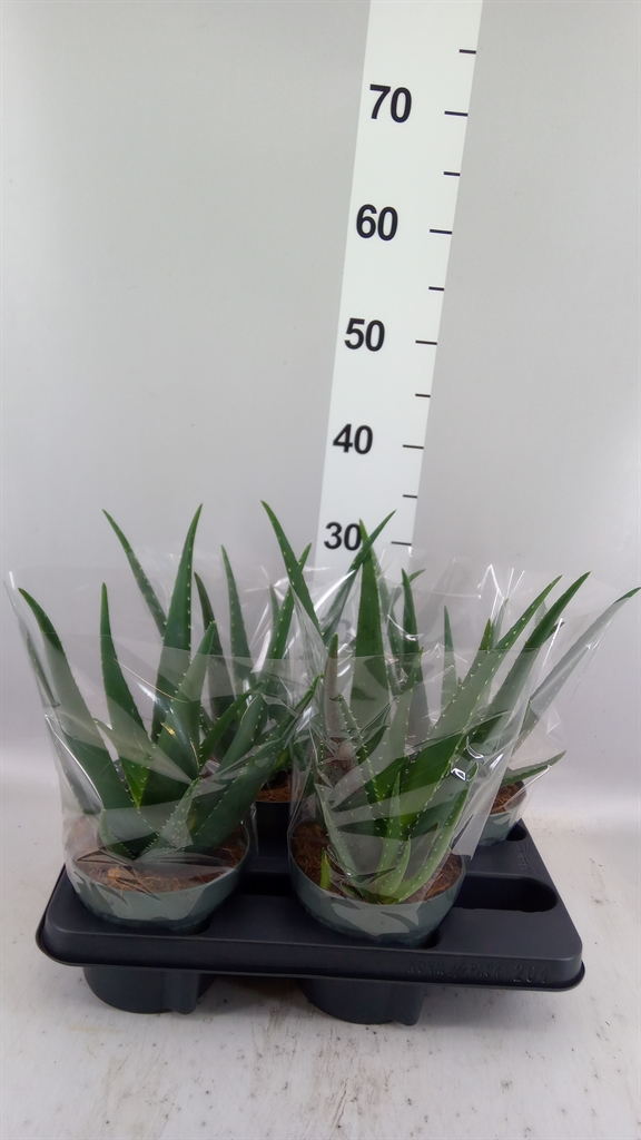 Aloe Vera 14Ø 30cm