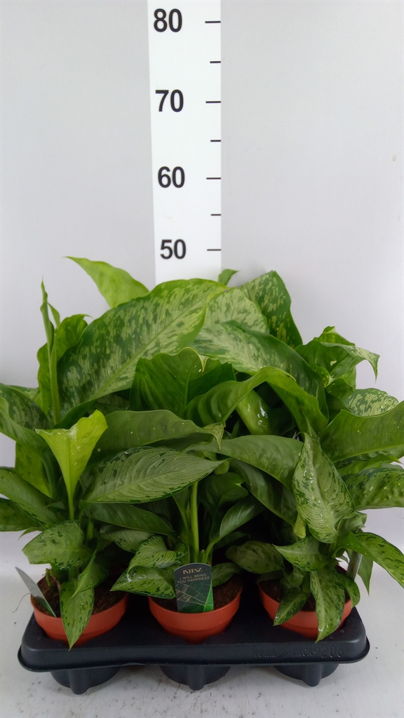 Dieffenbachia Memoria Corsii 12Ø 30cm
