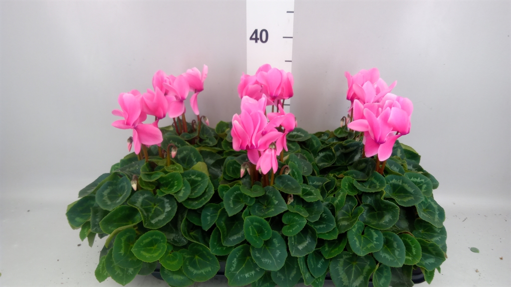 Cyclamen Super Serie Leopardo 13Ø 30cm