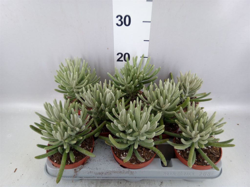 Senec Overig 510Ø 16cm
