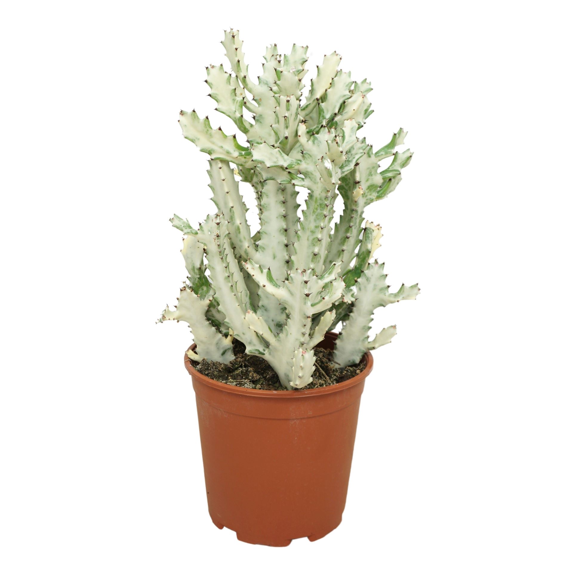 Euphorbia Lactea 21Ø 50cm