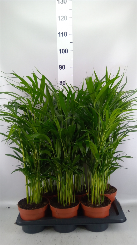 Dypsis Lutescens 17Ø 80cm