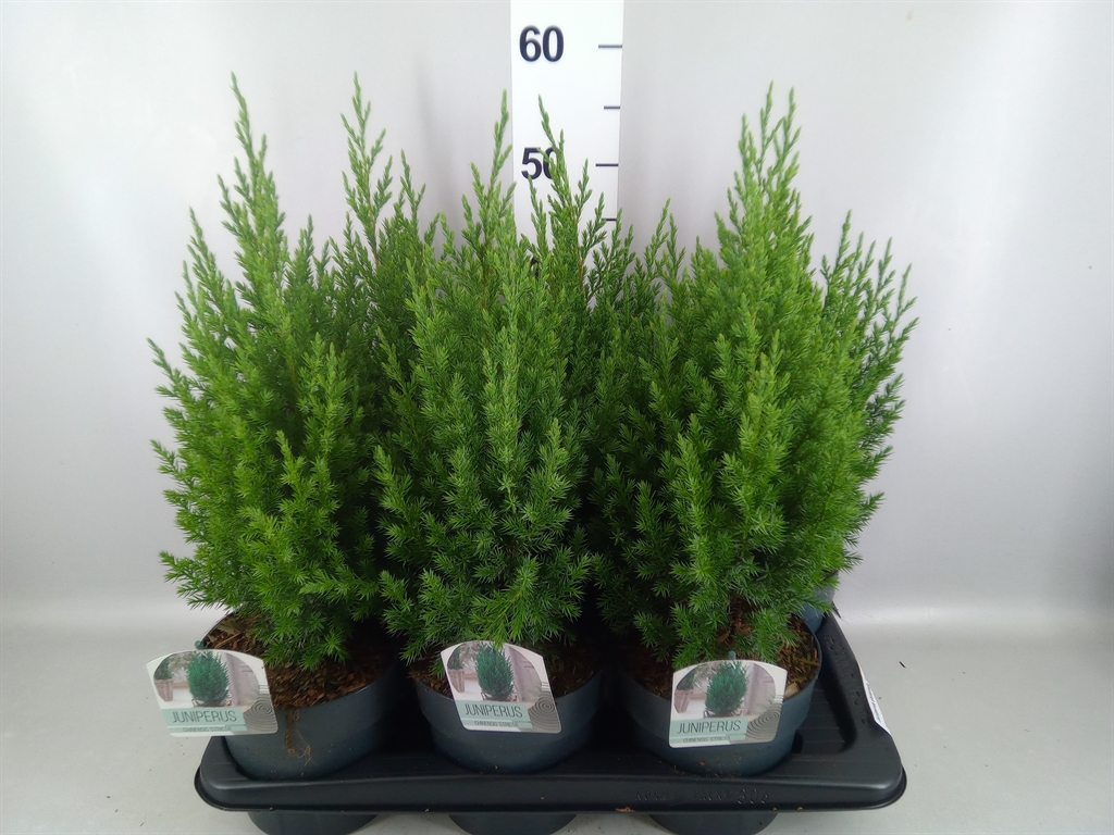 Juniperus Stricta 17Ø 55cm