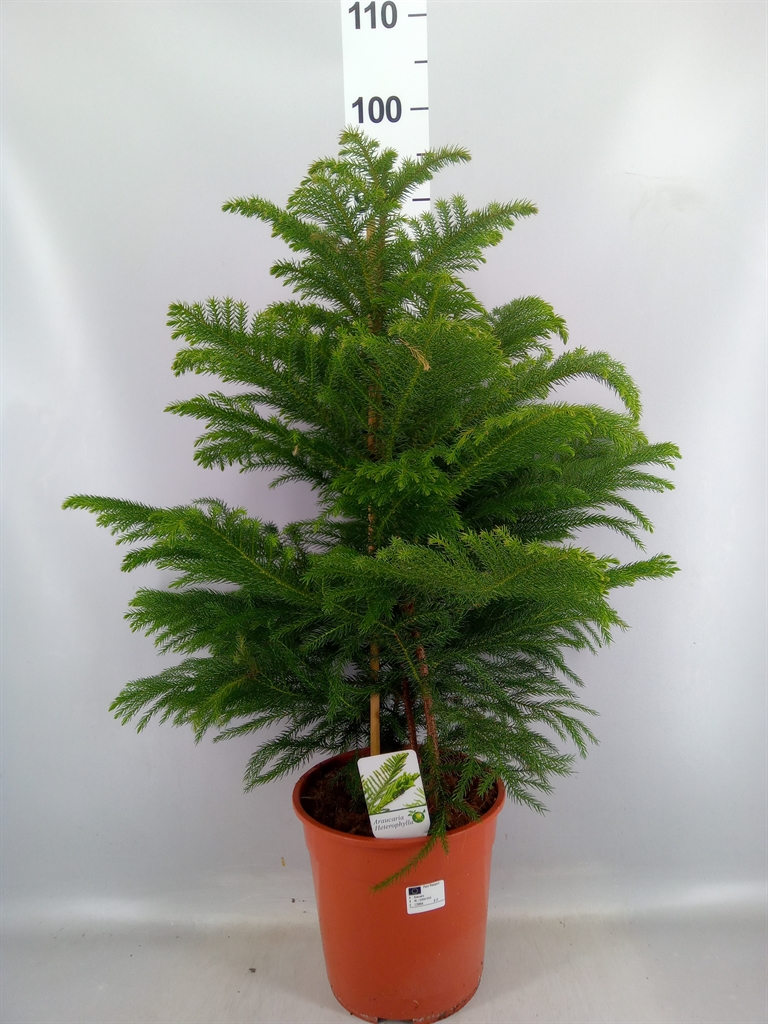 Araucaria Heterophylla 24Ø 100cm