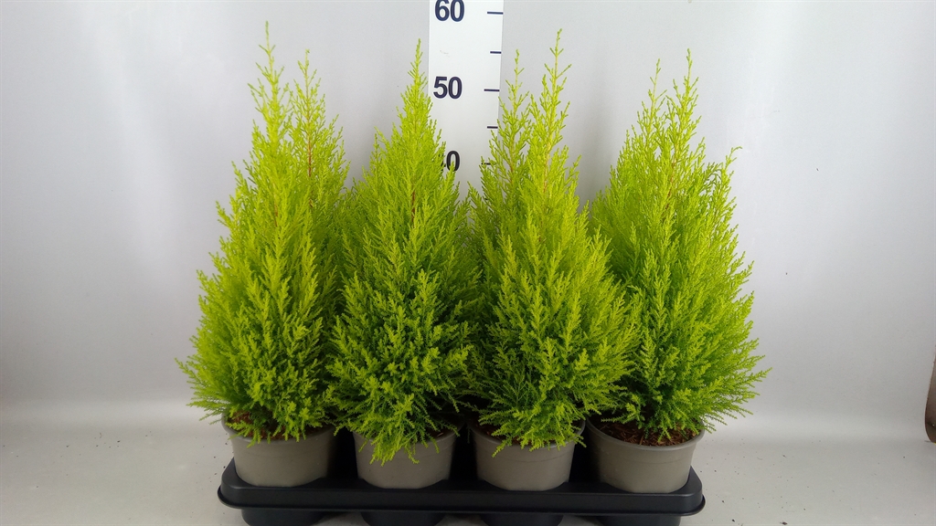 Cupressus Goldcrest Wilma 14Ø 55cm