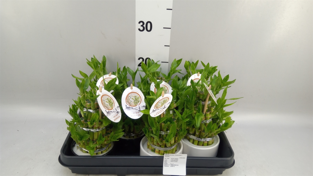 Dracaena Lucky Bamboo 10Ø 18cm