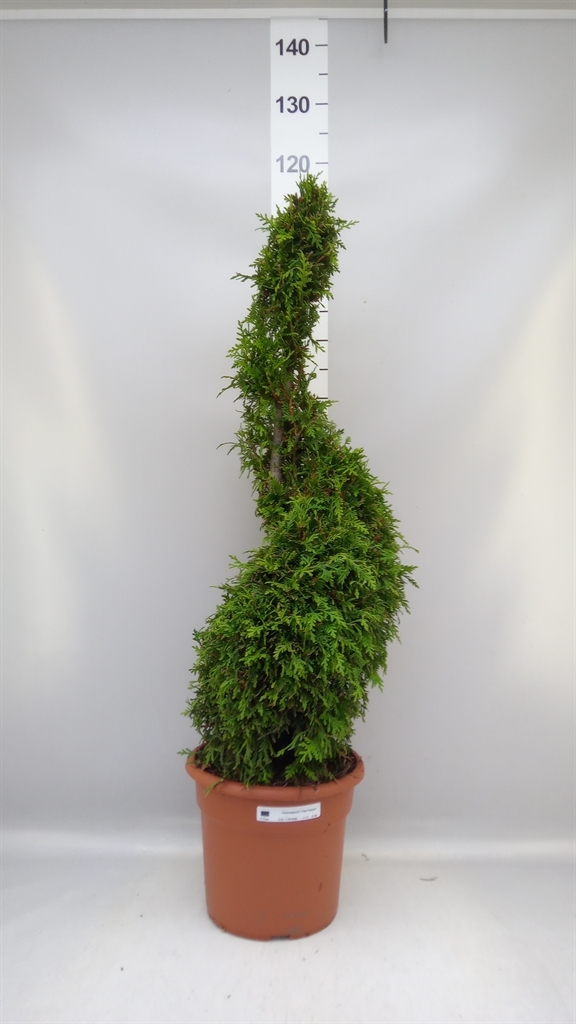 Thuja O Brabant 26Ø 110cm