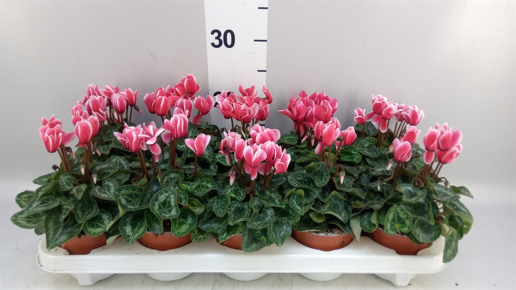Cyclamen Super Serie Carino 10Ø 25cm