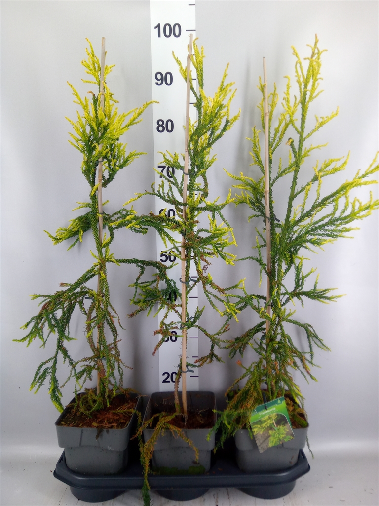 Cryptomeria Japonica 19Ø 75cm