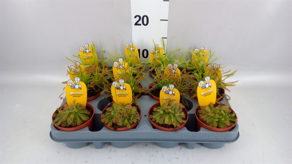 Drosera 8Ø 15cm