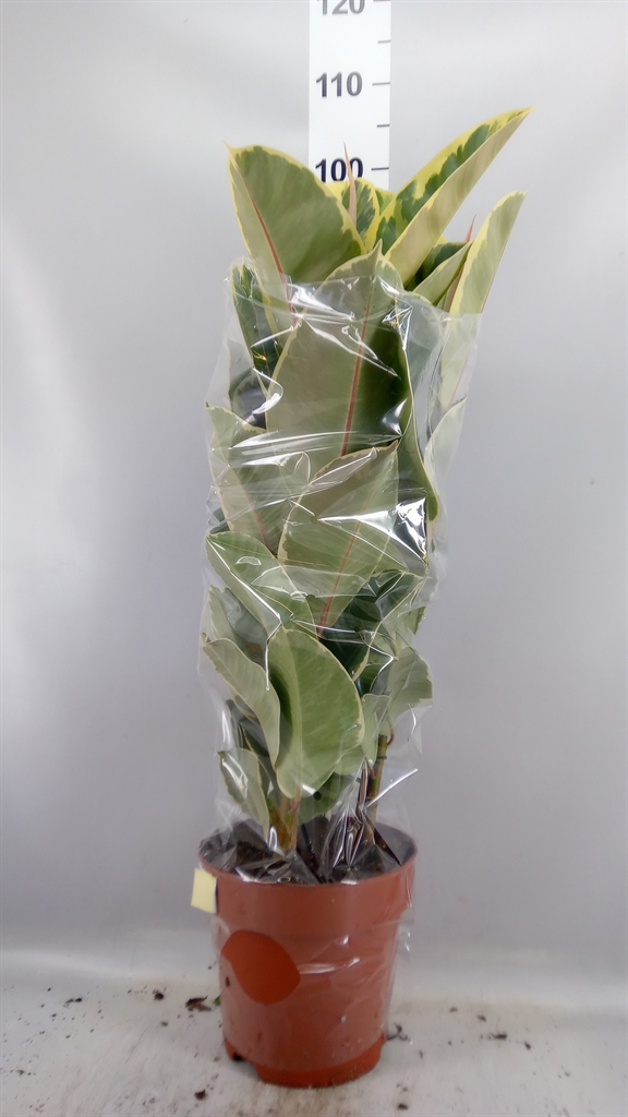 Ficus Tineke 24Ø 85cm