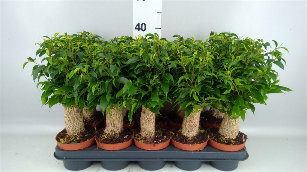 Ficus Benjamina Natasja 12Ø 35cm