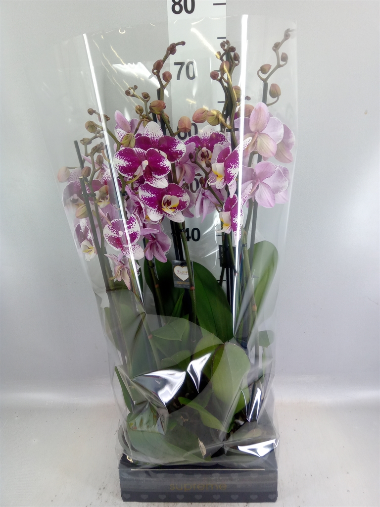Phal An Barcelona 12Ø 65cm