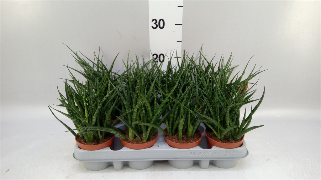 Sanseveria Fernwood 9Ø 25cm