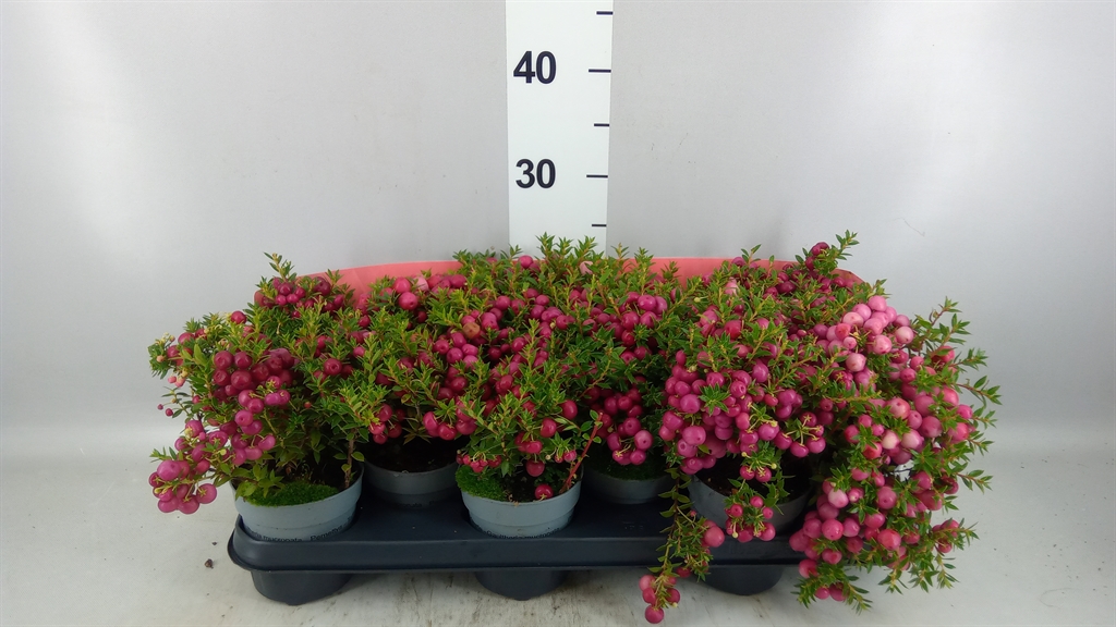 Gaultheria Mucronata 10Ø 15cm