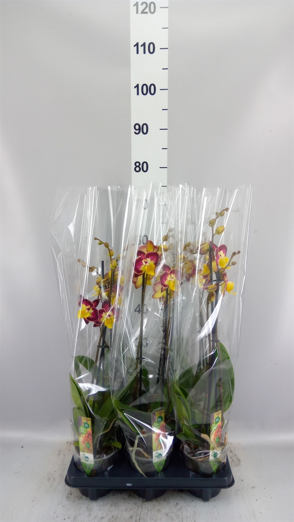 Phal Bee Happy 12Ø 55cm