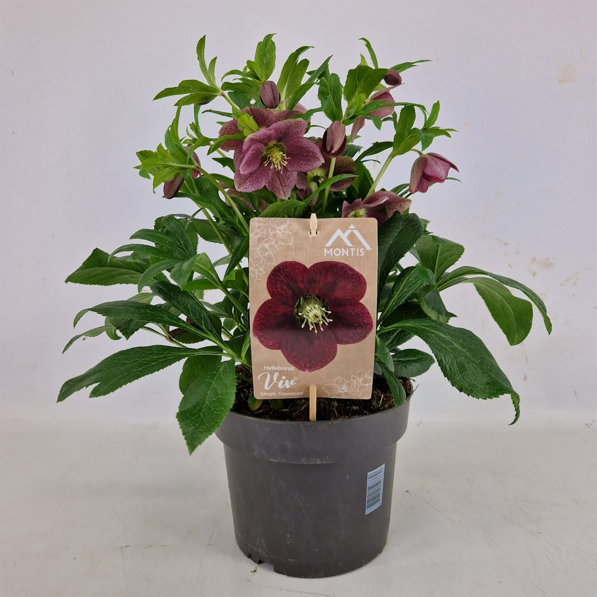 Helleborus Orientalis 19Ø 60cm