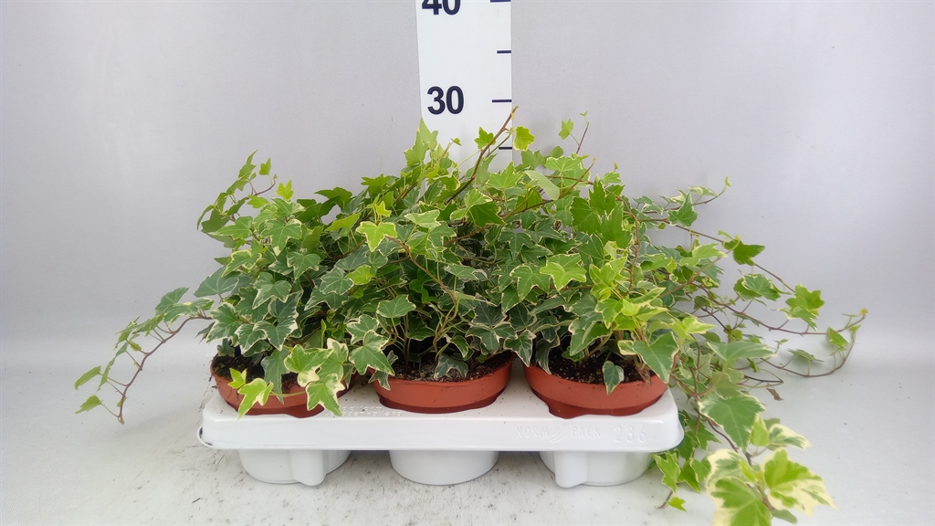Hedera Helix Eva 13Ø 30cm