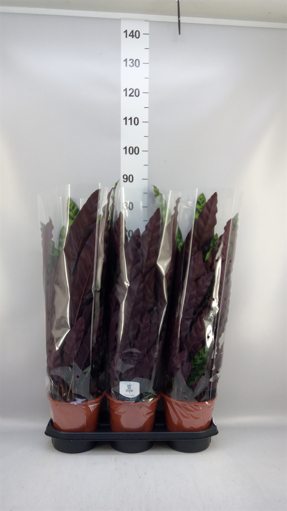 Calat Lancifolia 19Ø 75cm