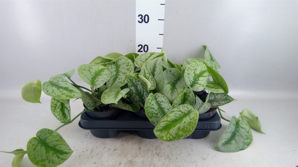 Scindapsus Trebie 12Ø 25cm