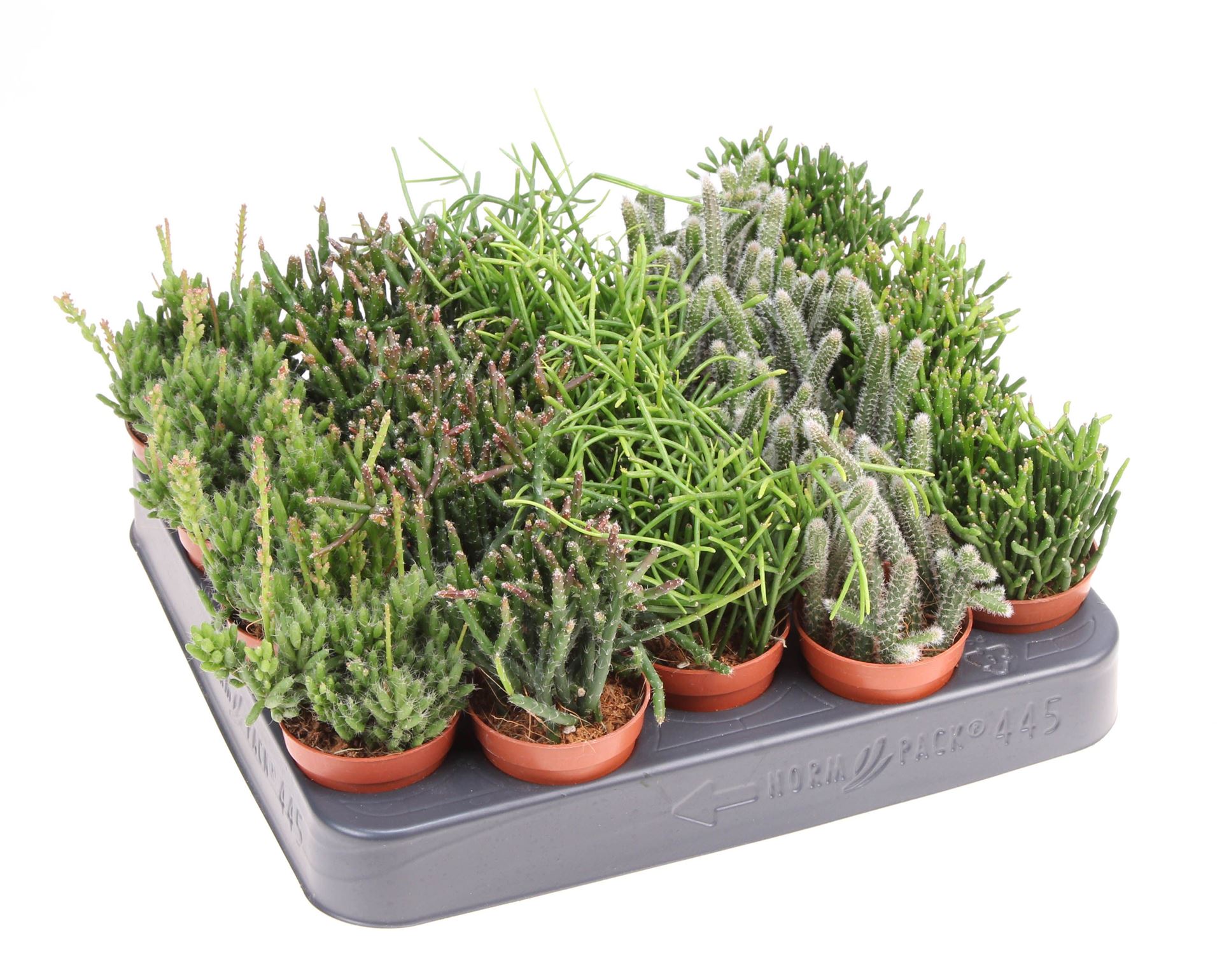 Rhipsalis Mix 5Ø 10cm