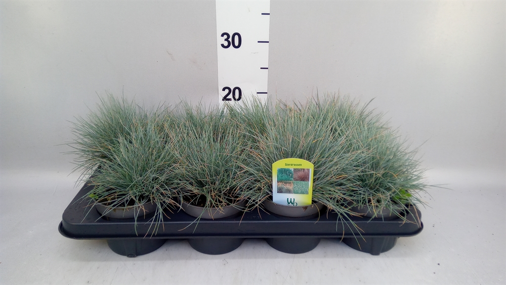 Festuca Intense Blue 12Ø 20cm