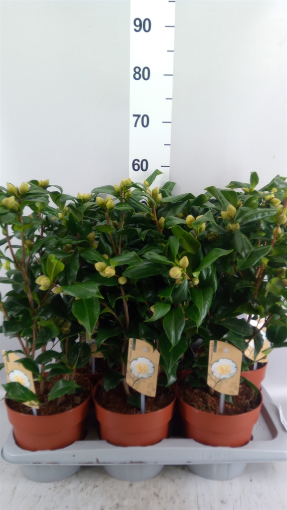 Camellia Japonica Brushfields Yellow 17Ø 55cm