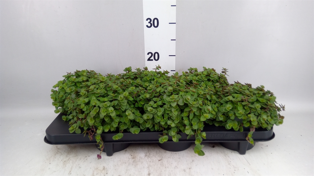Callisia Repens 12Ø 15cm