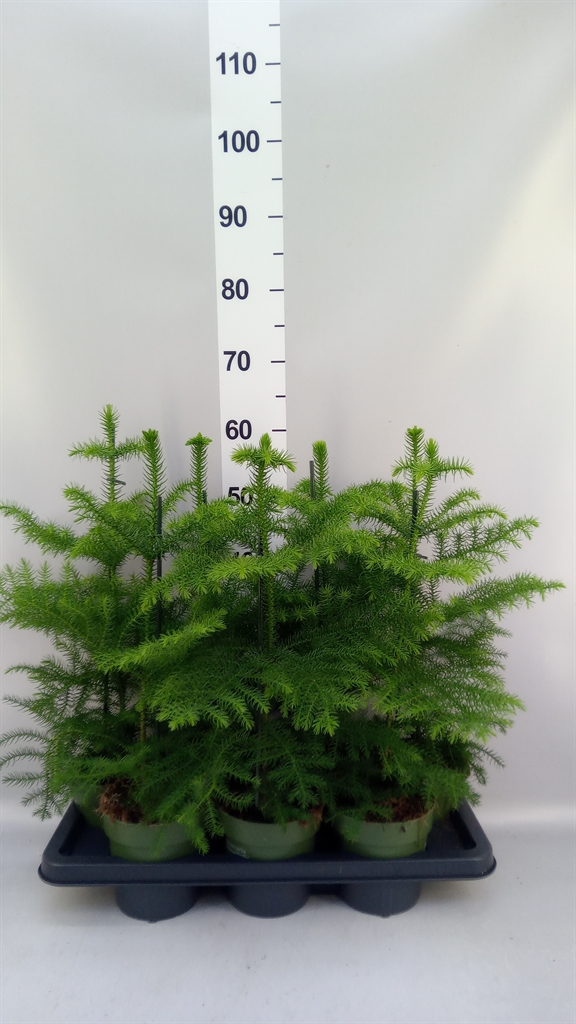 Araucaria Heterophylla 14Ø 38cm
