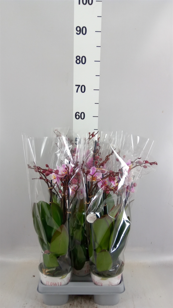 Phalaenopsis Roskilde 12Ø 45cm 3st