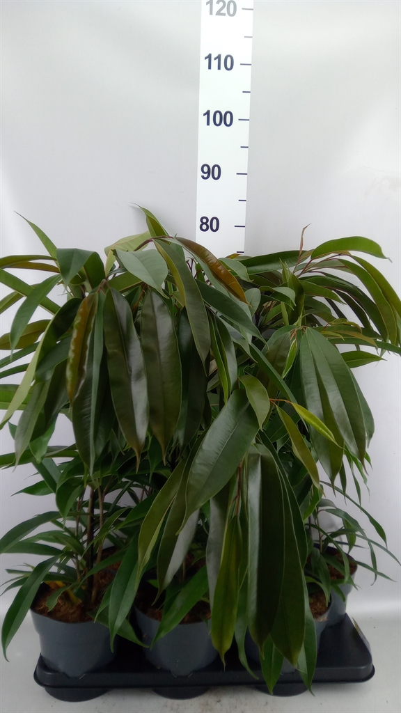 Ficus Amstel King 17Ø 70cm