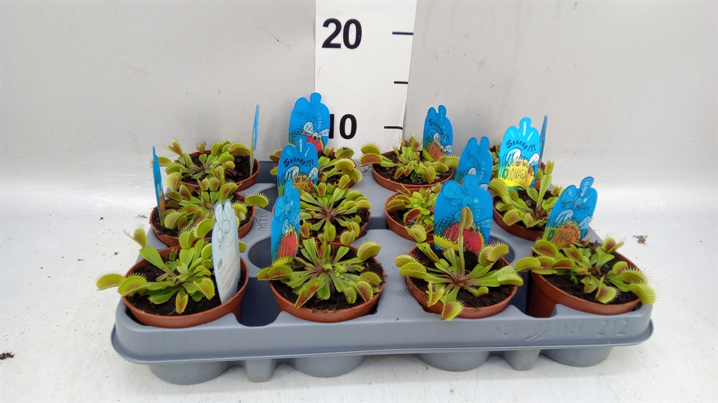 Dionaea Muscipula 508Ø 10cm