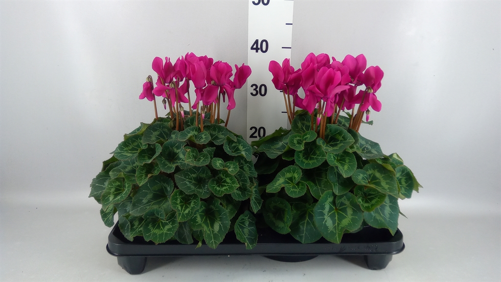 Cyclamen Super Serie Xl 15Ø 36cm