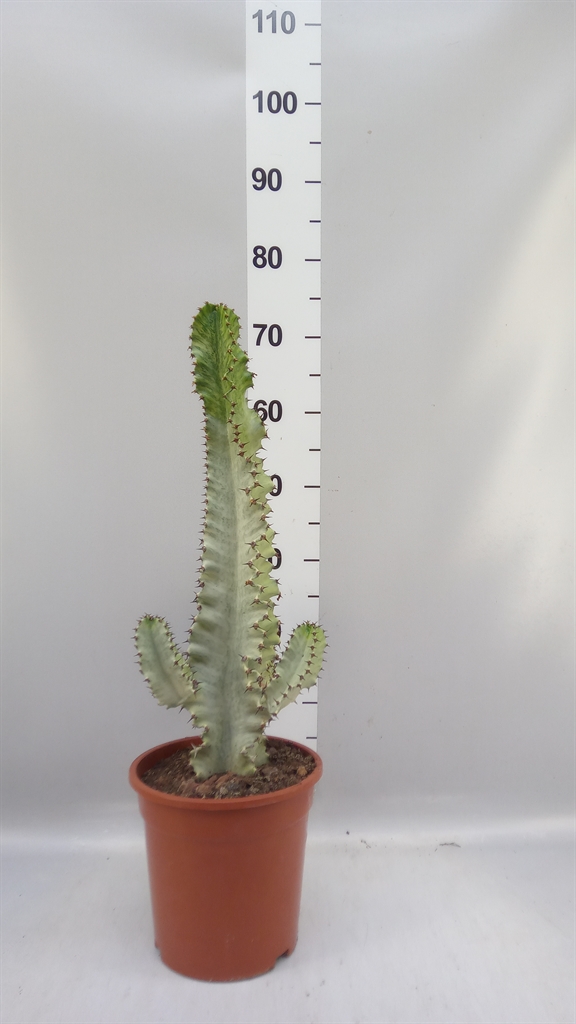 Euphor Su Ingens 21Ø 70cm