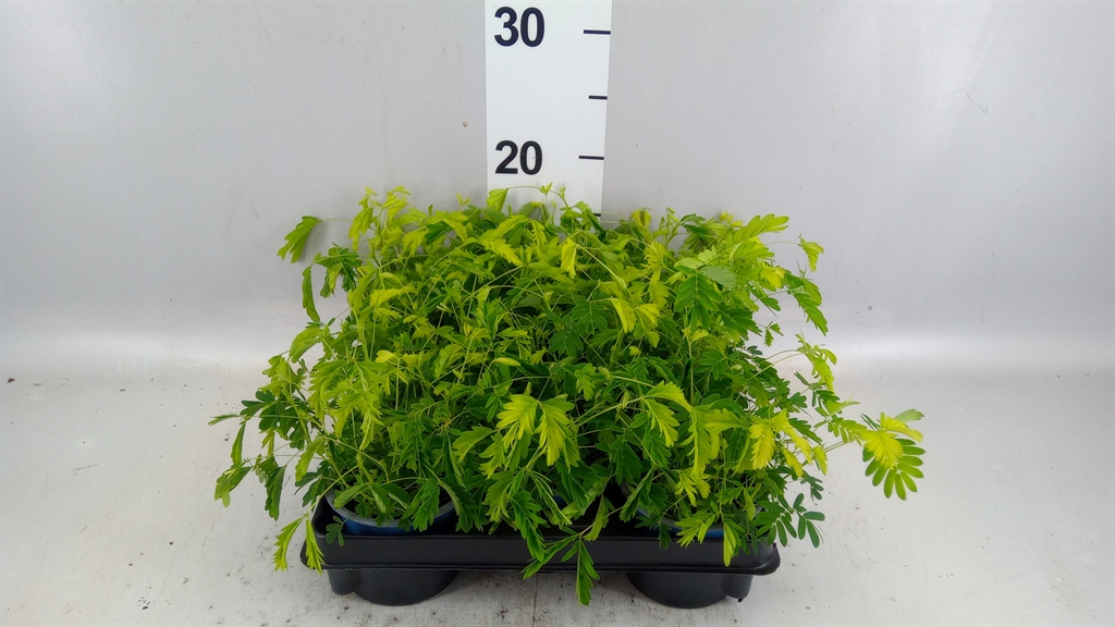 Mimosa Pudica