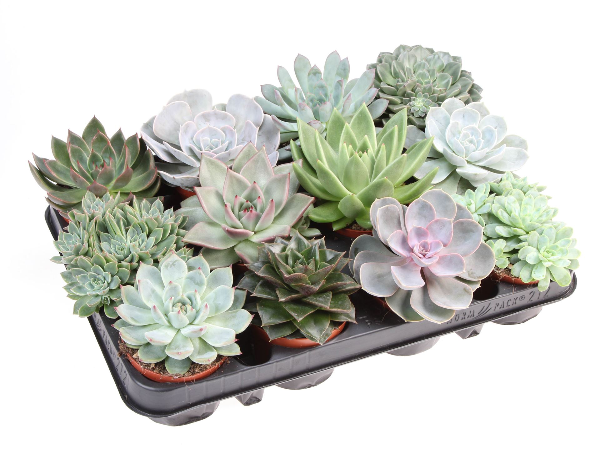 Echeveria Mixed 508Ø