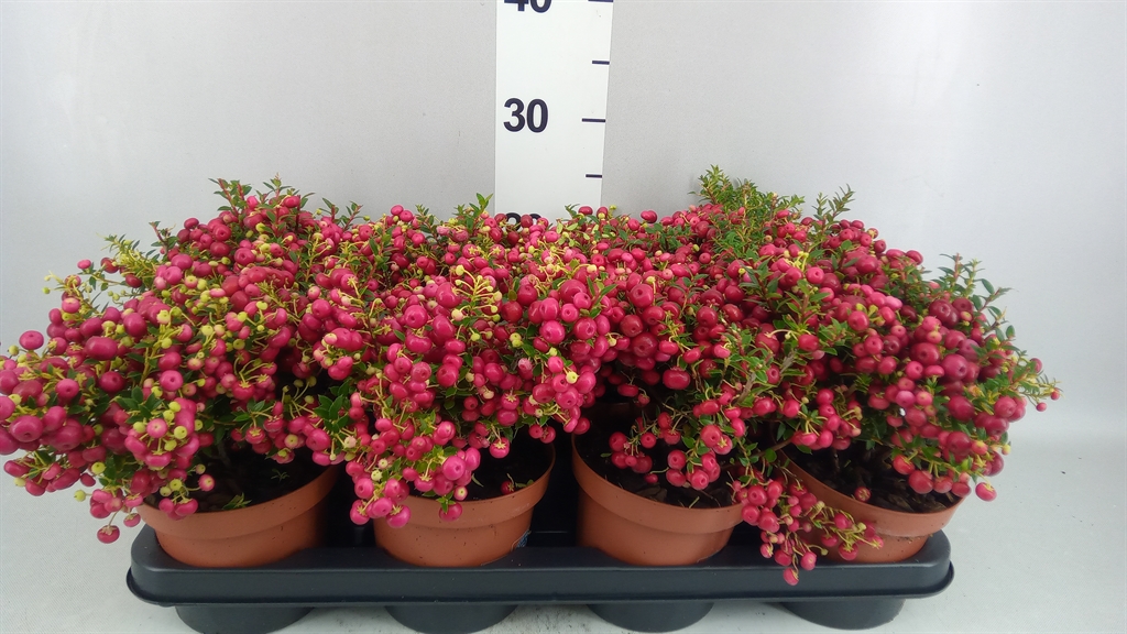 Gaultheria Red Berry 14Ø 25cm