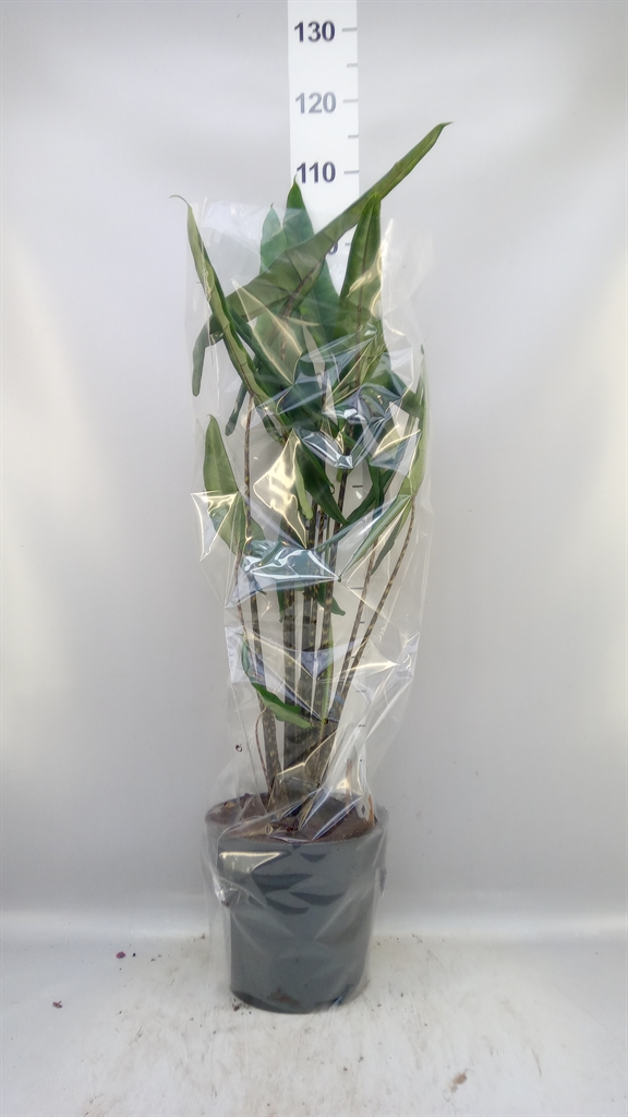Alocasia Overig 24Ø 135cm