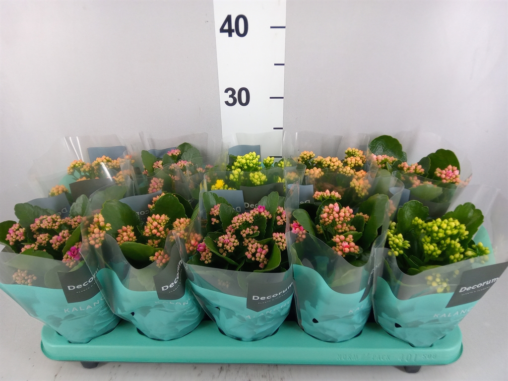 Kalanchoe Double Mix 10Ø 23cm