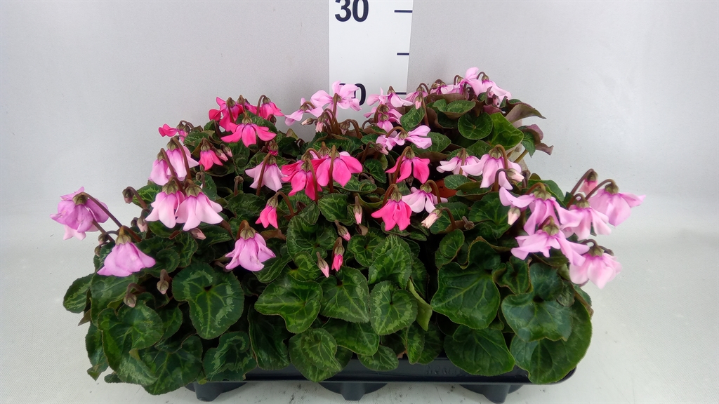 Cyclamen Super Serie Pettico 10Ø 20cm