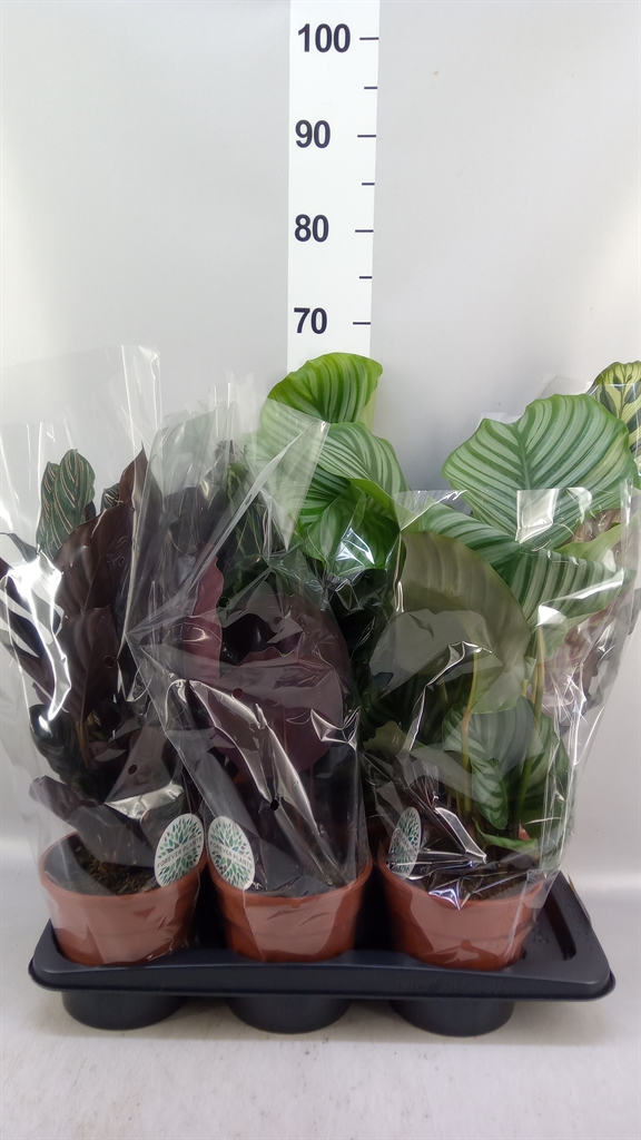 Calathea Mix 17Ø 55cm