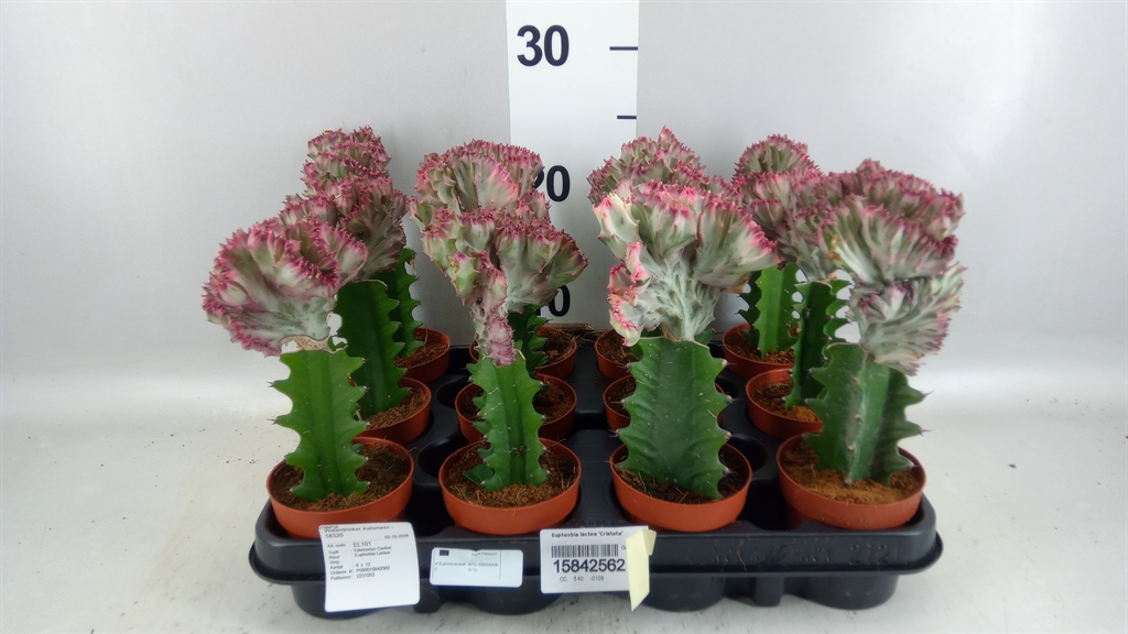 Euphorbia Lactea Cristata 8Ø 22cm