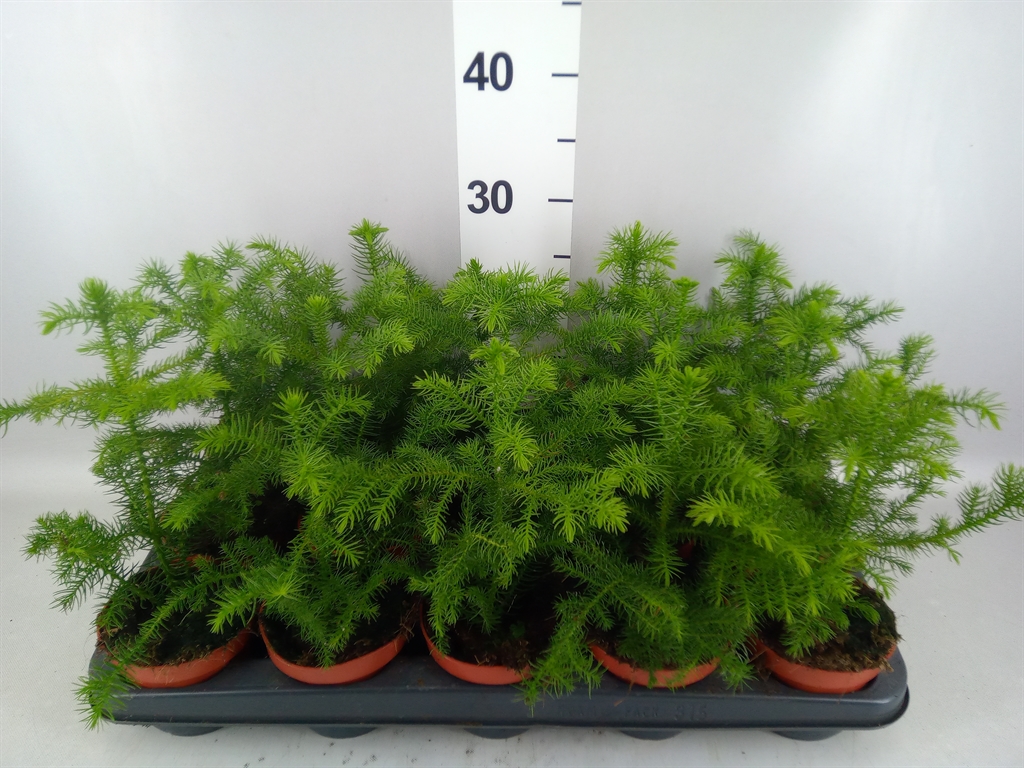 Araucaria Heterophylla 10Ø 25cm