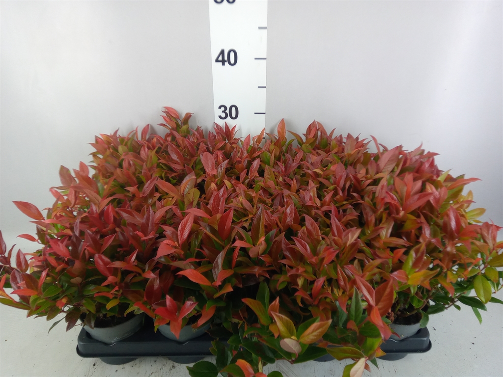 Leucothoe Zeblid 11Ø 25cm
