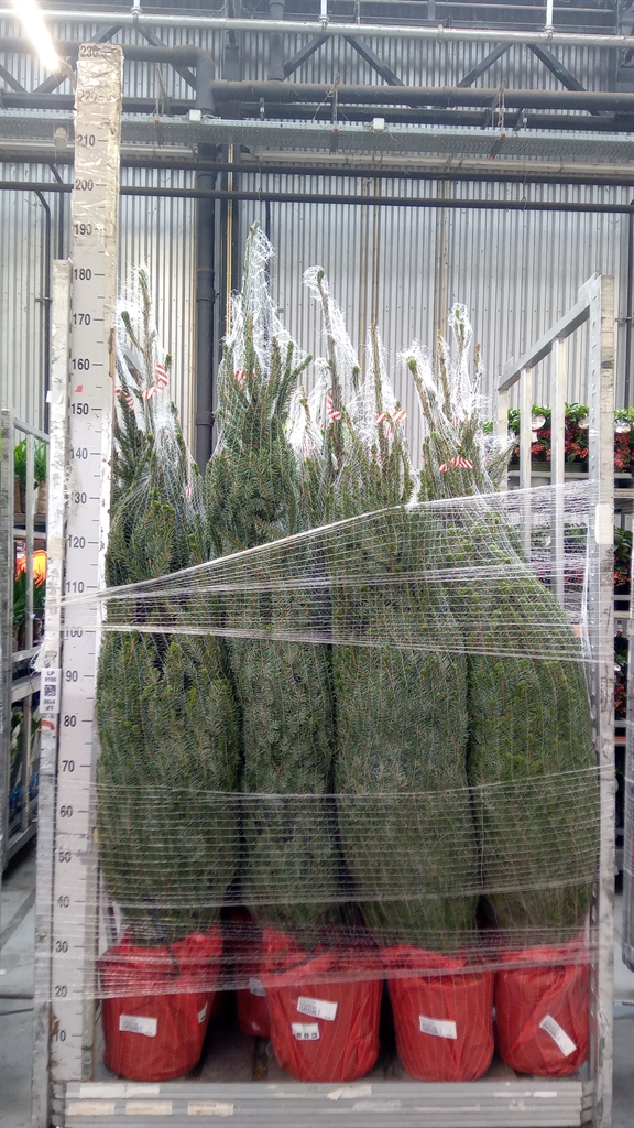 Picea Omorika 28Ø 160cm