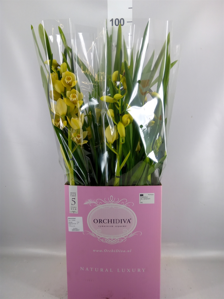 Cymbidium Ov