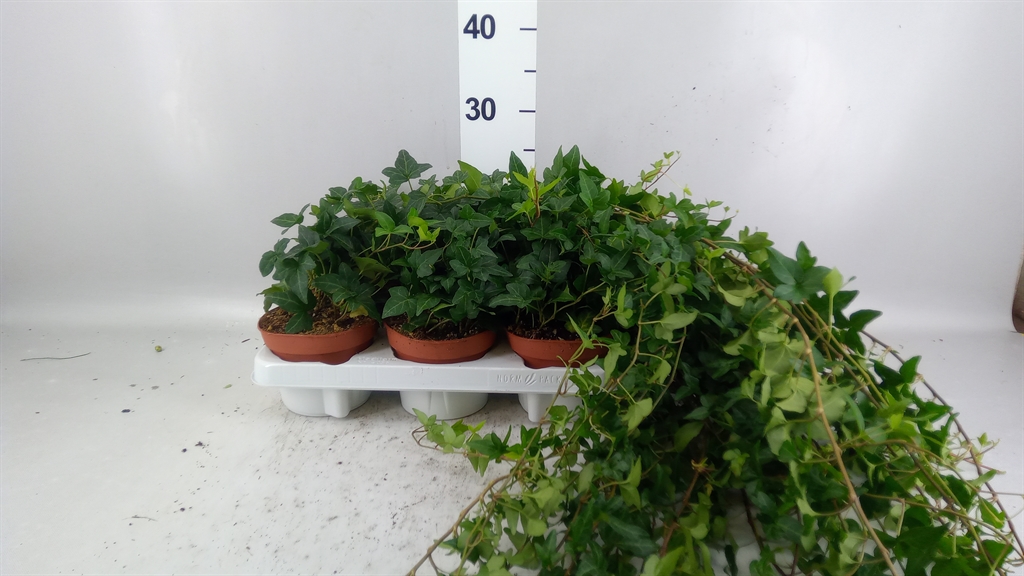 Hedera Helix Shamrock 13Ø 80cm