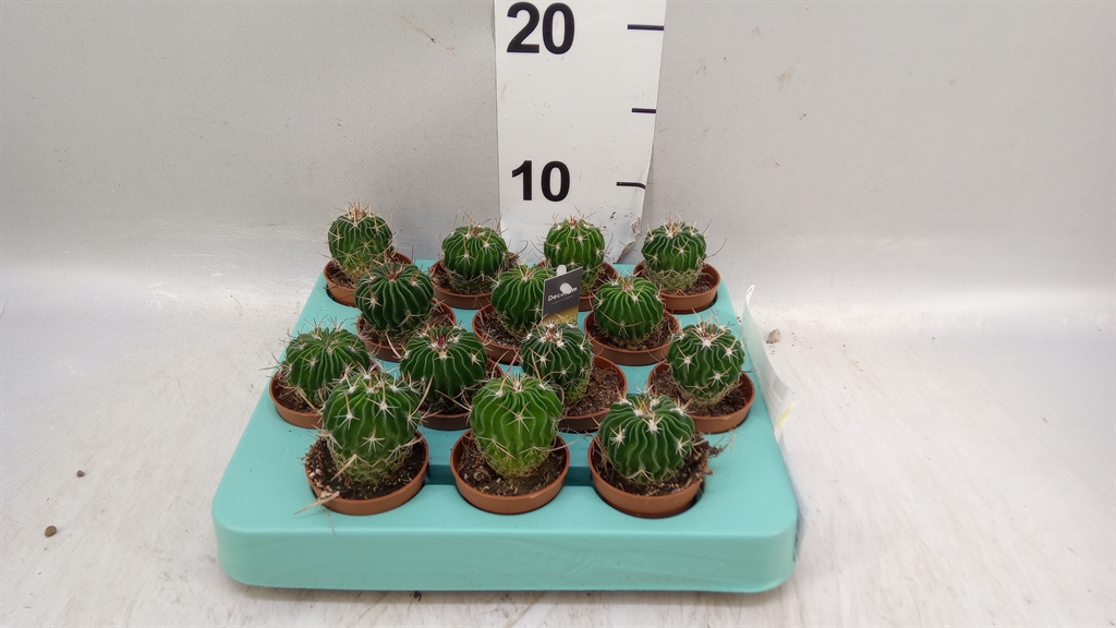 Echinocactus Overig 505Ø