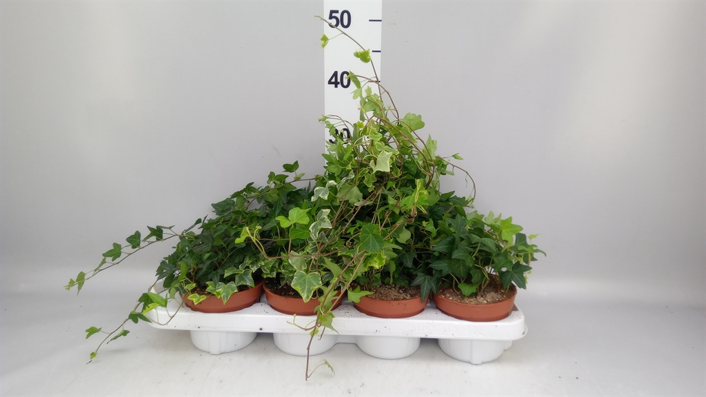 Hedera Helix Mix 13Ø 30cm
